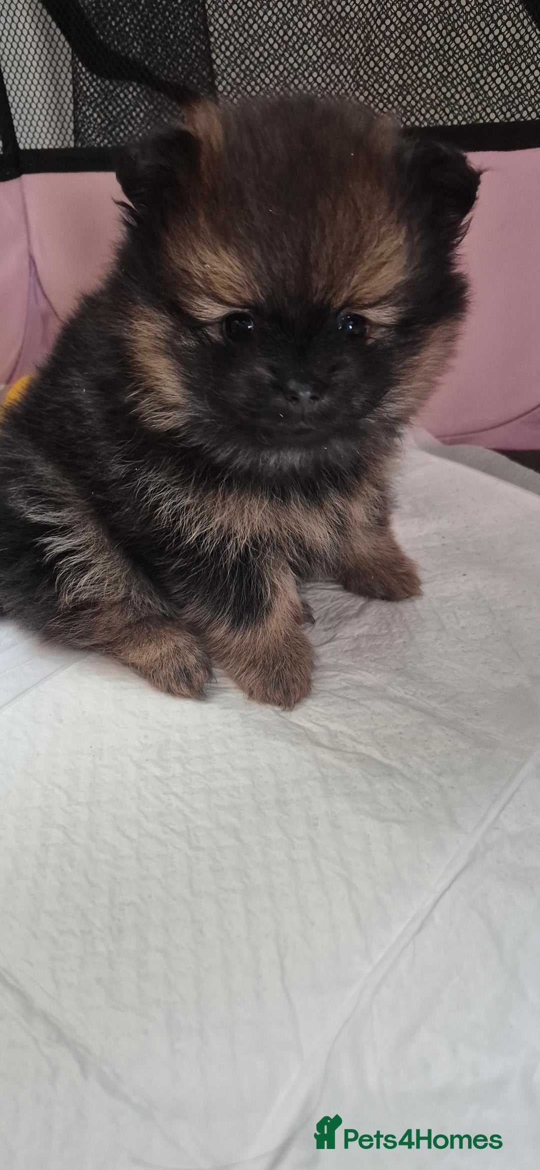 Pomeranian dogs for sale: Beautiful Pomeranian Puppies - Advert 11