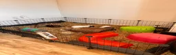 Guinea Pig rodents for sale: Four female bonded guinea pigs in Hereford - Advert 10