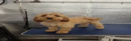 Cockapoo dogs for sale: 1 female F1 Cockapoo - Advert 12