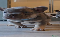 French Bulldog dogs for sale: Last 1 available,New shade Isabella French bulldog - Advert 14