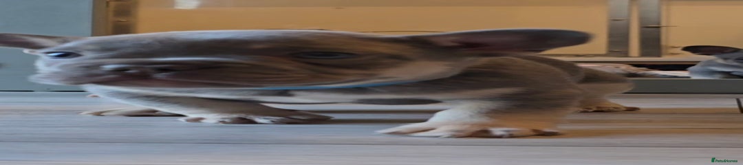 💙 Blue Collar – Lilac & Tan Male