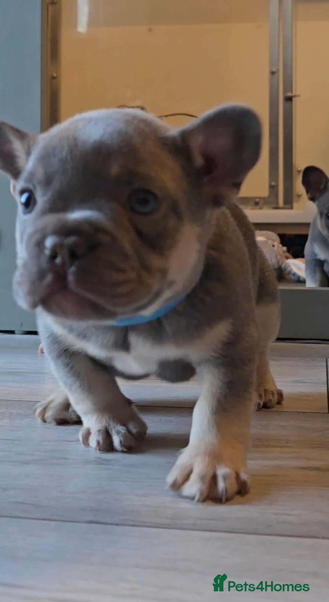 French Bulldog dogs for sale: Last 1 available,New shade Isabella French bulldog - Advert 14