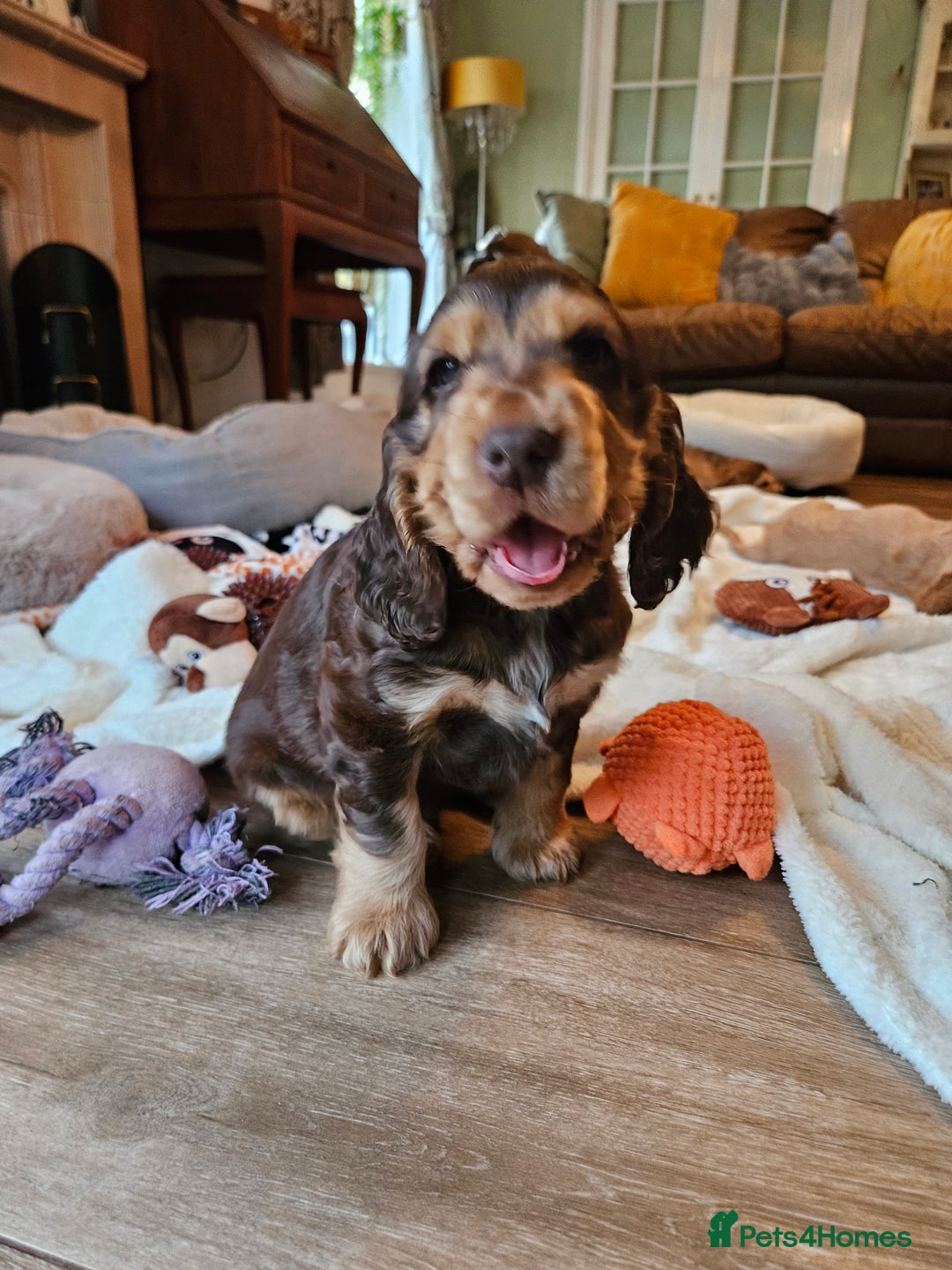 Cocker Spaniel dogs for sale: 🐾 KC Show Cocker Puppies 💛 Fully Health Tested  - Image 7