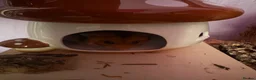 Hamster rodents for sale: Hamster for rehoming  - Advert 6
