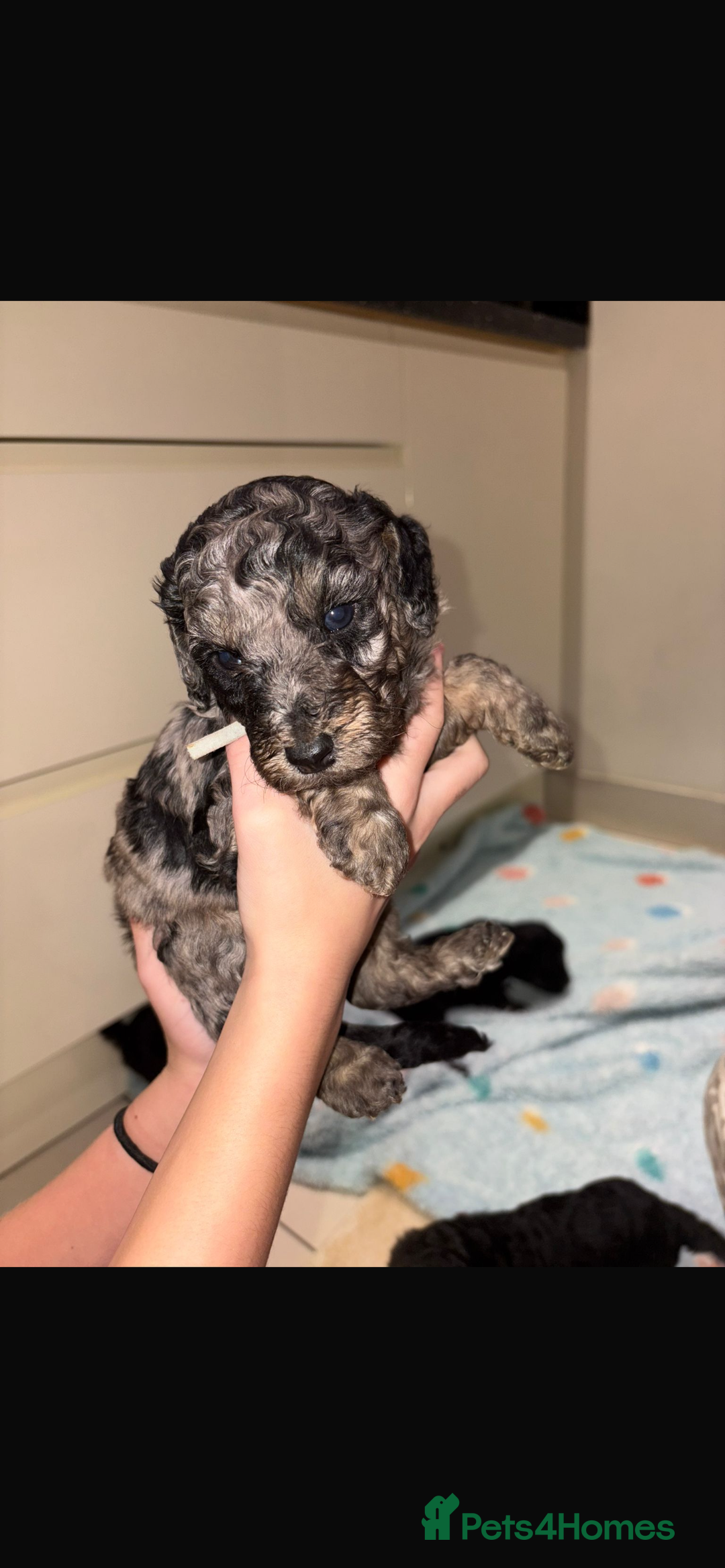 Miniature Poodle dogs for sale: Miniature Merle poodle puppies 🌈🐶❤️ - Advert 24