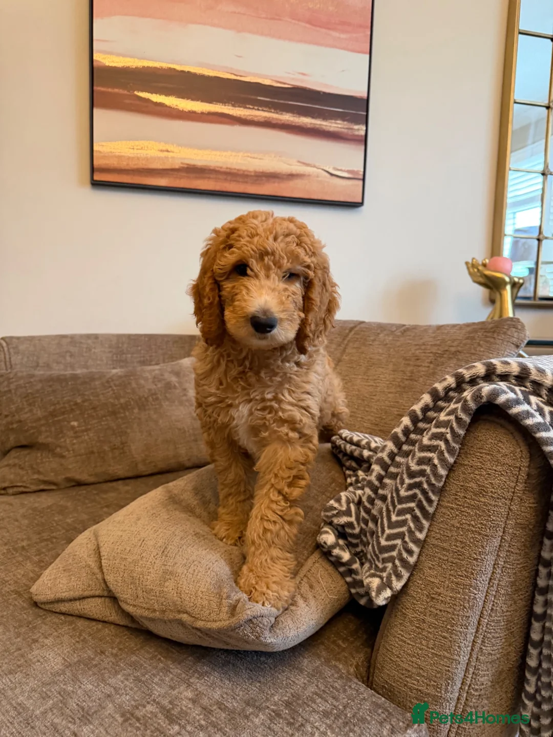 Standard Poodle dogs for sale: Standard Poodle last boy ready now-reduced price - Advert 1