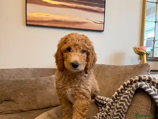 Standard Poodle dogs Red Standard Poodle boy ready now - Advert 4