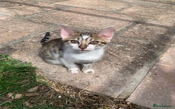 Bengal cats for sale: MIXED BENGAL KITTENS - Image 7