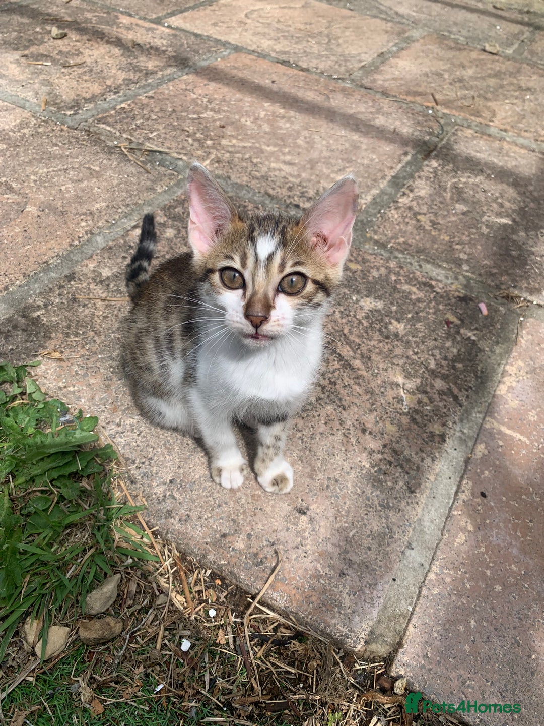 Bengal cats for sale: MIXED BENGAL KITTENS - Image 7