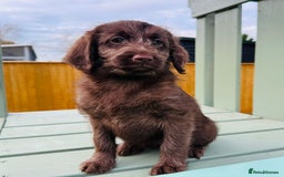 Labradoodle dogs for sale: Chocolate Merle Labradoodle Babies 🐾🐾🐾 - Advert 1