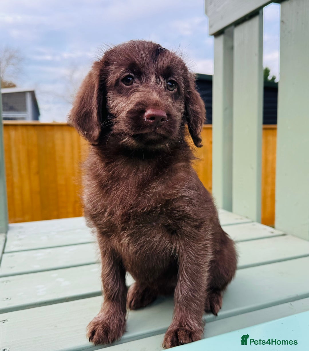 Labradoodle dogs for sale: Chocolate Merle Labradoodle Babies 🐾🐾🐾 - Advert 1