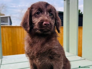 Labradoodle dogs Chocolate Merle Labradoodle Babies 🐾🐾🐾 - Advert 4