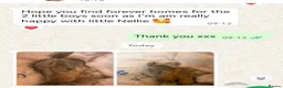 Dachshund dogs for sale: KC miniature smooth haired DNA tested dachshunds  - Advert 18