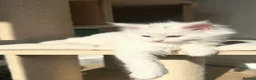 Maine Coon cats for sale: Polydactyl Maine coon kittens  - Advert 15