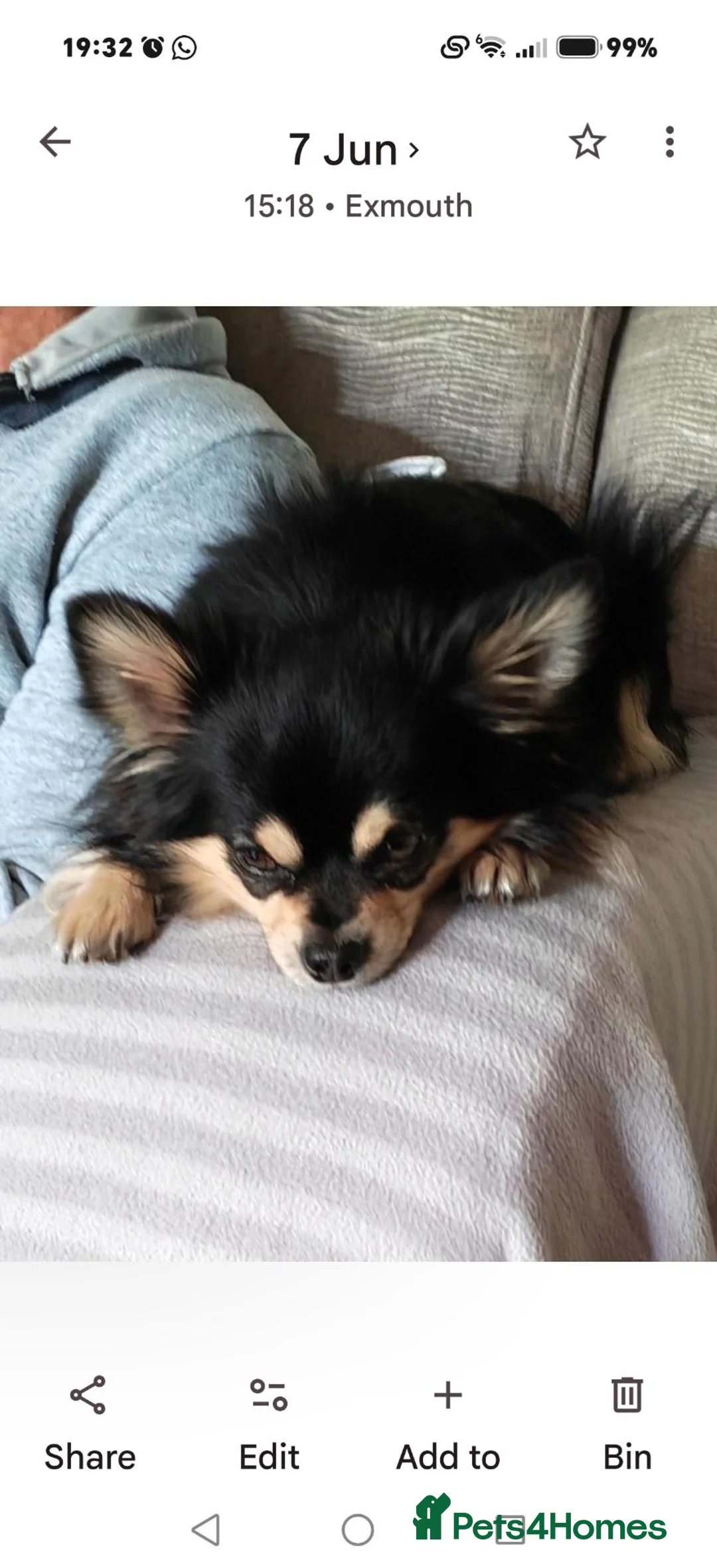 Chihuahua dogs for stud: Stud chihuahua available in Exmouth  - Advert 2