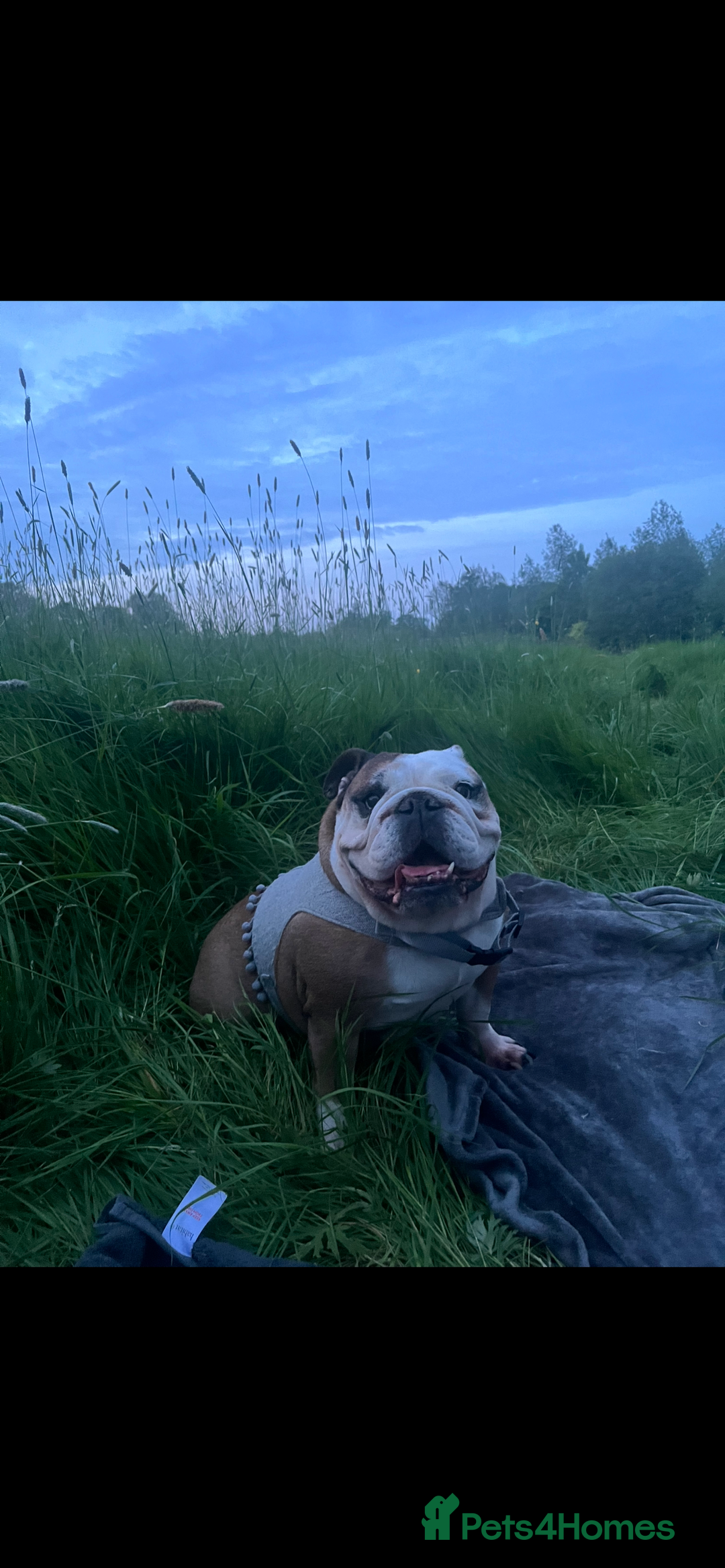 English Bulldog dogs for sale: Dolly  - Image 3