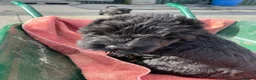 Russian Black Terrier dogs for sale: Black Russian Terrier 🐾 - Advert 14