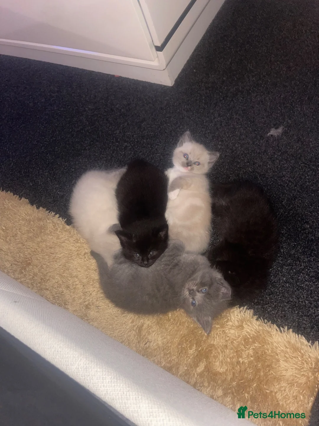 Ragdoll cats for sale: Last ragdoll x kitten - Advert 1