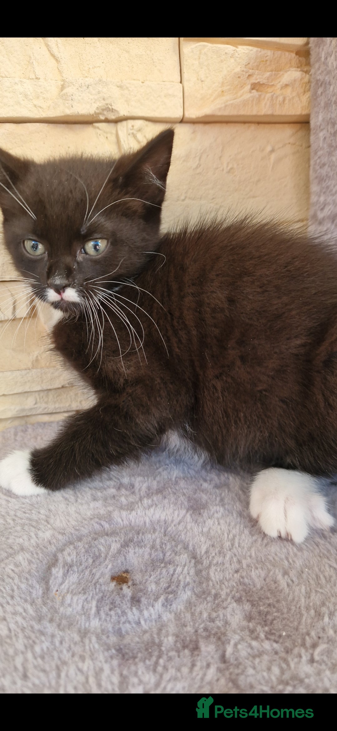 Mixed Breed cats for sale: Kittens😺 - Image 7