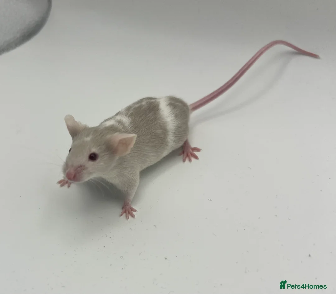 Mouse rodents for sale: Young Fancy Male Mice – Smooth Coated - Advert 2