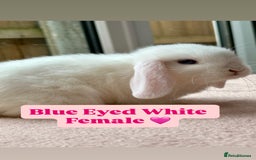 Mini Lop rabbits for sale: Beautiful litter of mini lops. - Image 2