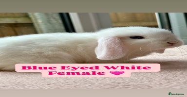 Mini Lop rabbits - Advert 8