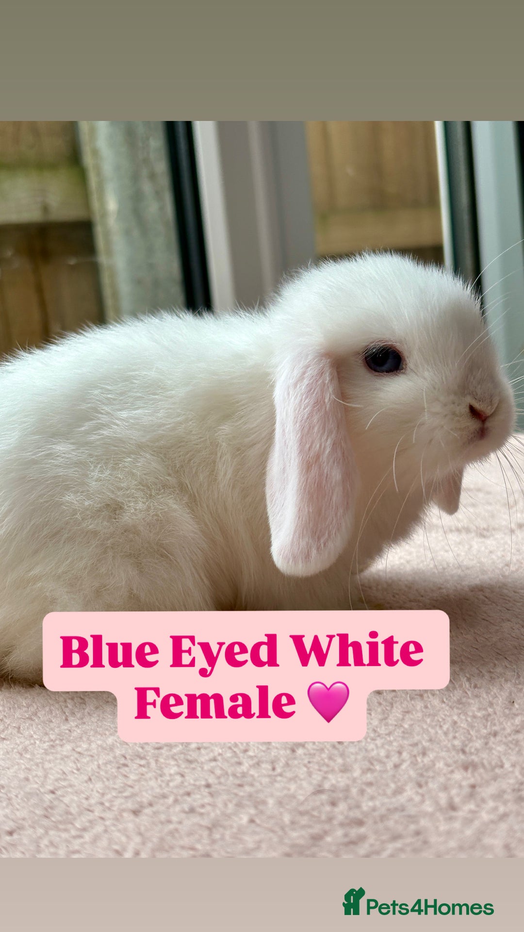 Mini Lop rabbits for sale: Beautiful litter of mini lops. - Image 2