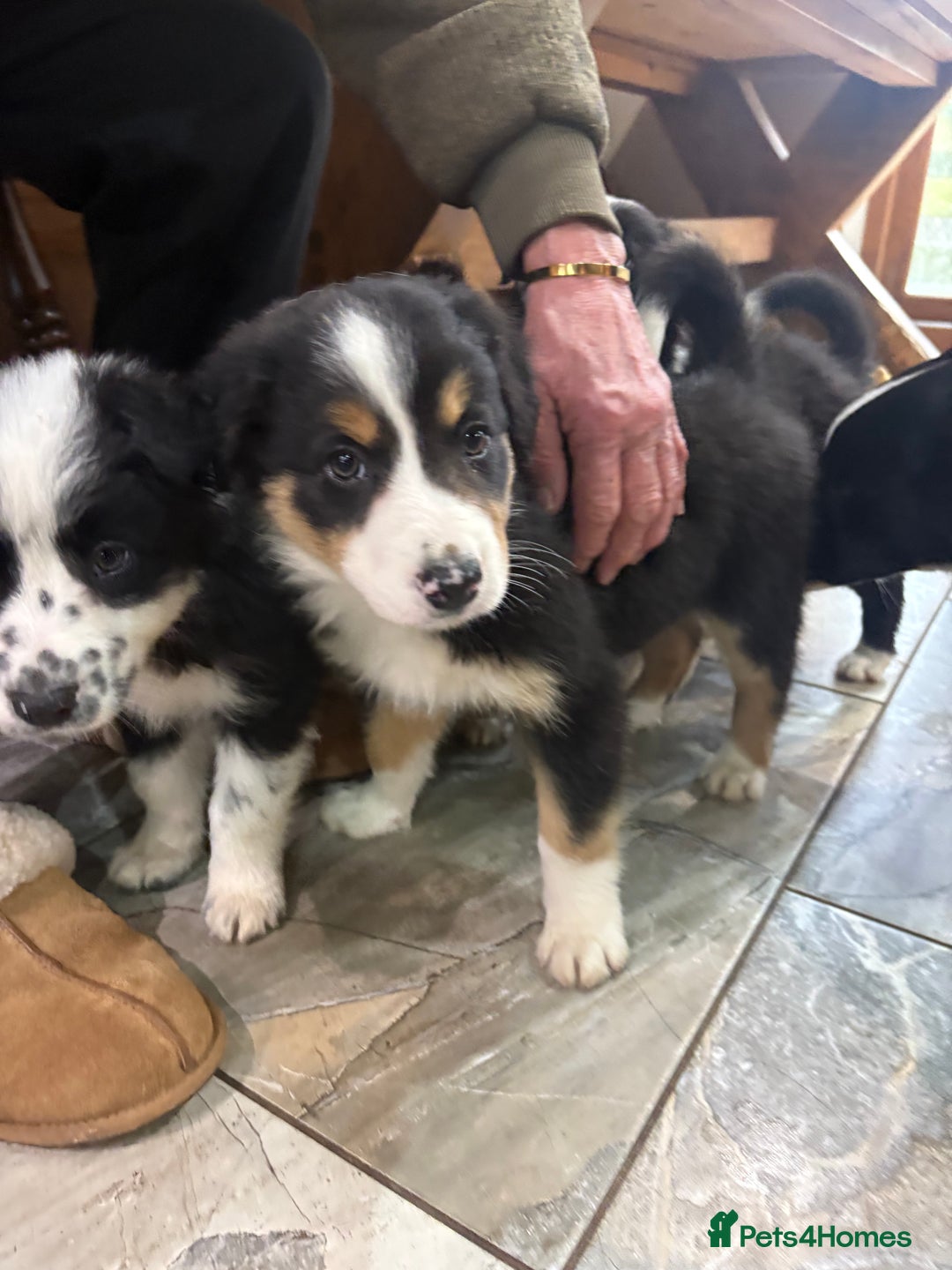 Border Collie dogs for sale: Border collie puppies  - Advert 17