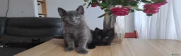Russian Blue cats for sale: Stunning Russian Blue Cross Available 🐾 - Advert 4