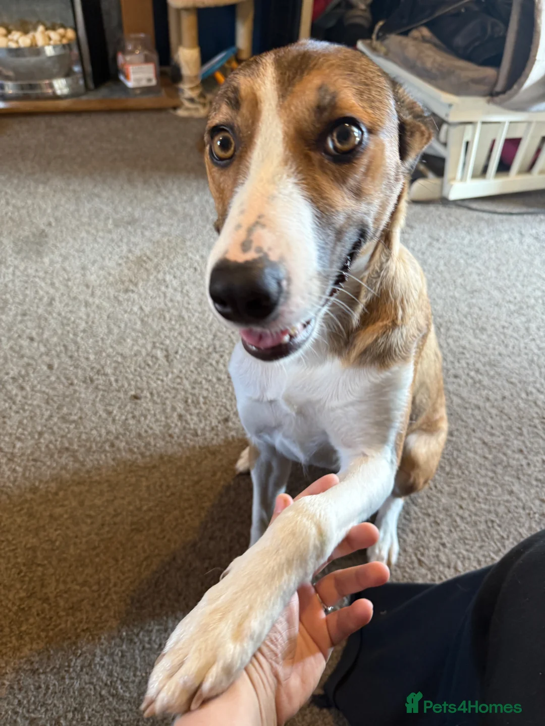 Border Collie dogs for sale: Nala - 2yrs old - Advert 1