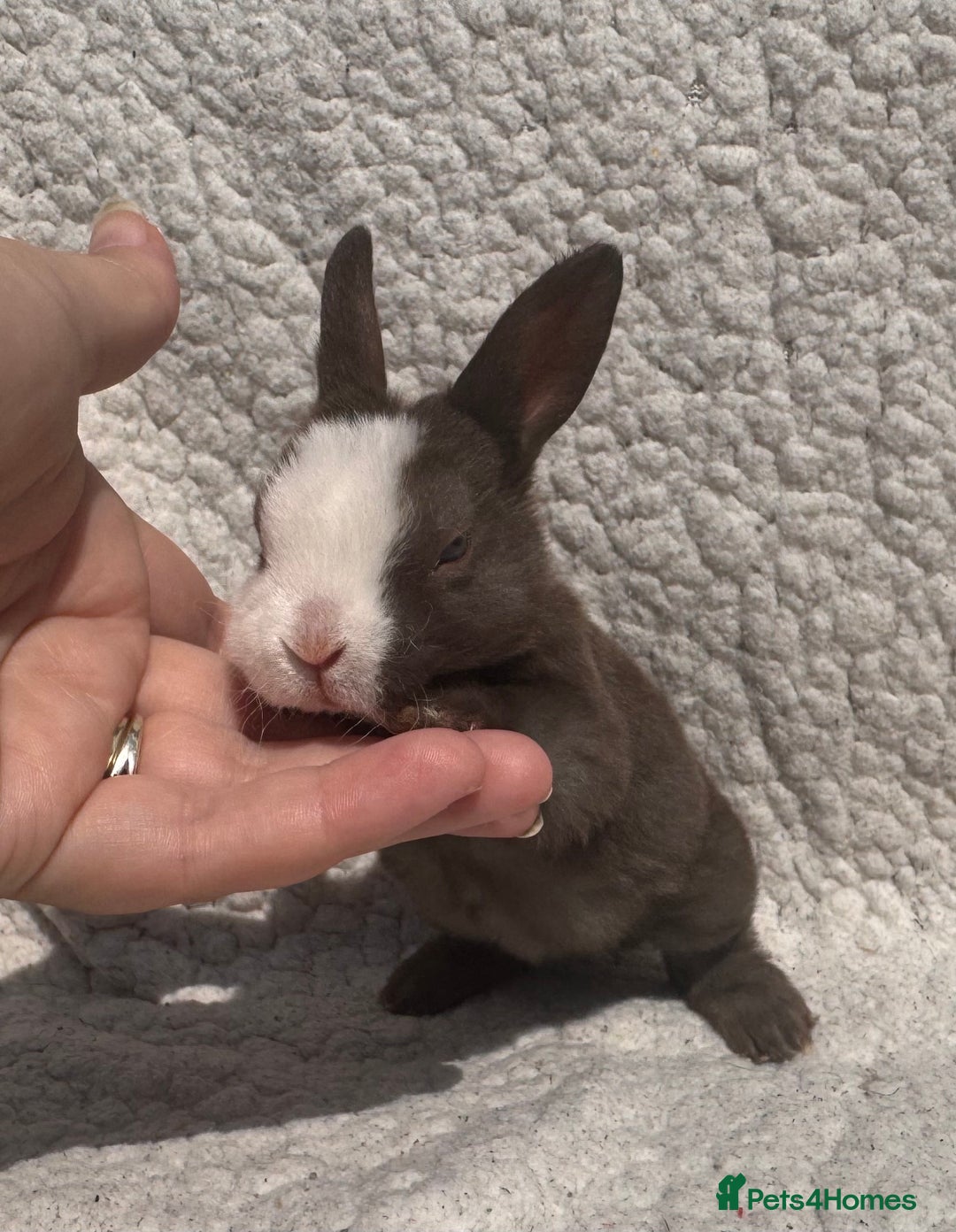 Rex rabbits for sale: chocolate vienna mini rex babies - Image 9