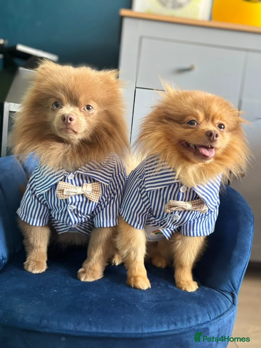 Pomeranian dogs for stud: Kai Kai lilac boy 💜  ( STUD ONLY ) (PROVEN)  in Liverpool - Advert 22