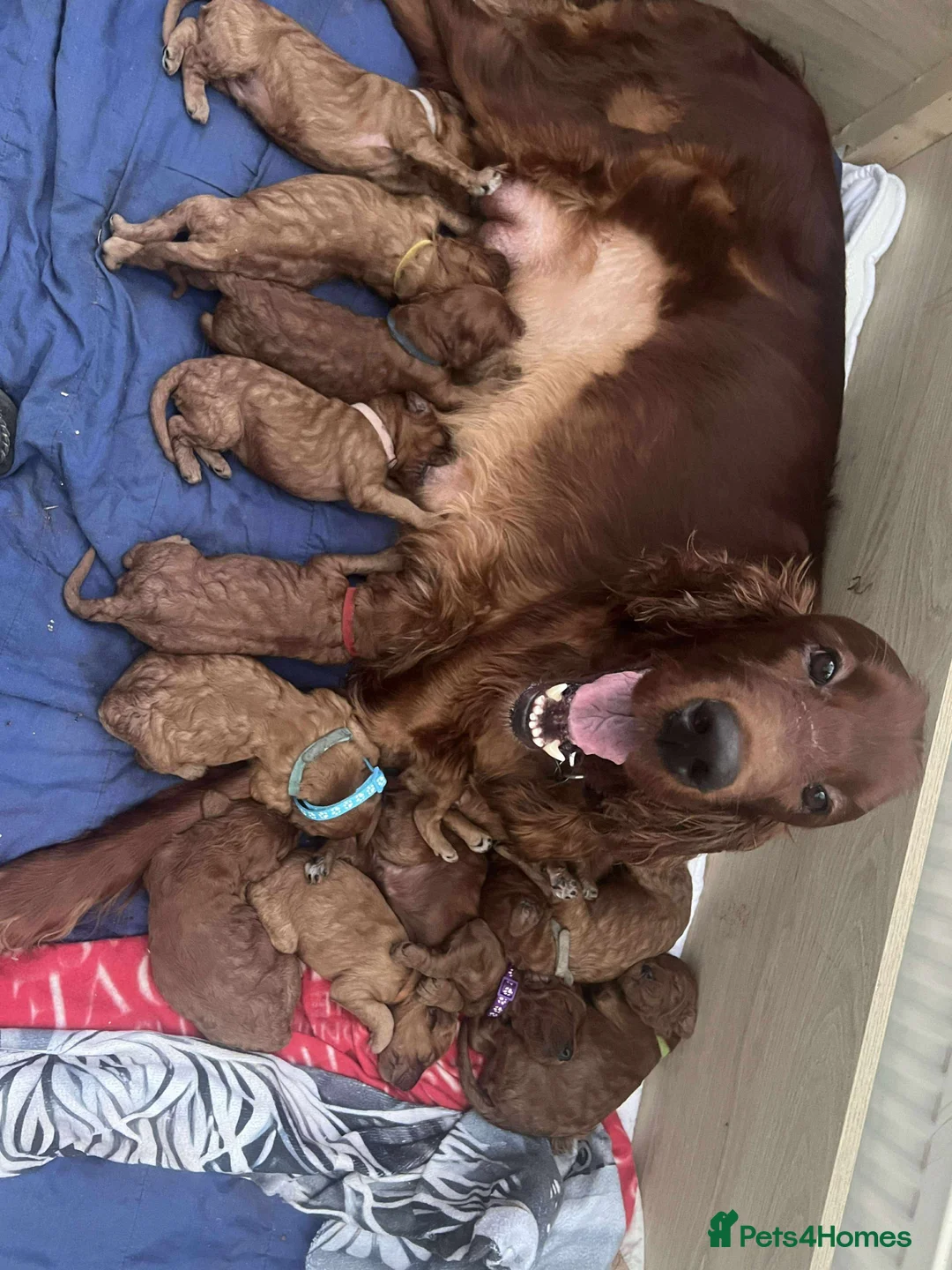 Irish Doodle dogs for sale: Stunning Irish Doodle Puppies F1 - Advert 6