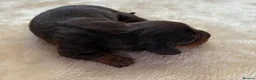 Miniature Dachshund dogs for sale: Miniature Dachshund KC registered in Burry Port - Advert 9