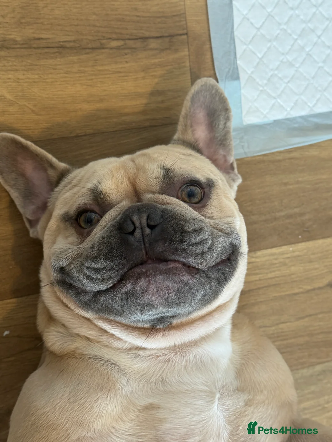 French Bulldog dogs for sale: French bulldog - Advert 3