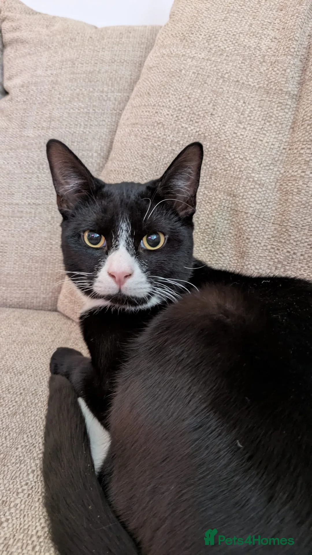 Mixed Breed cats for sale: Russian blue x oriental  - Advert 3