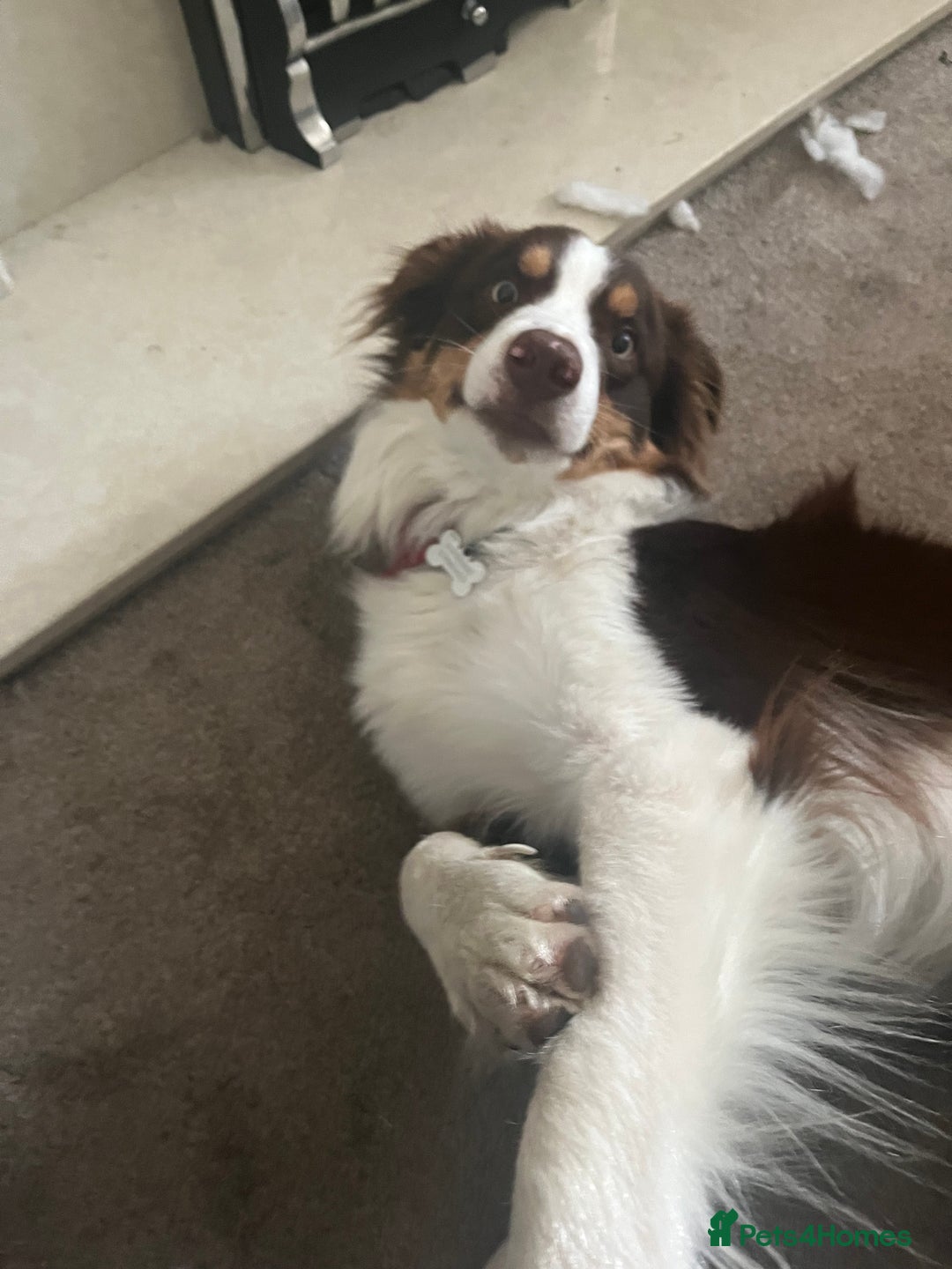 Border Collie dogs for sale: Chocolate, tan and white pedigree border collie - Advert 2