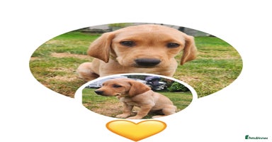 Labrador Retriever dogs - Advert 2