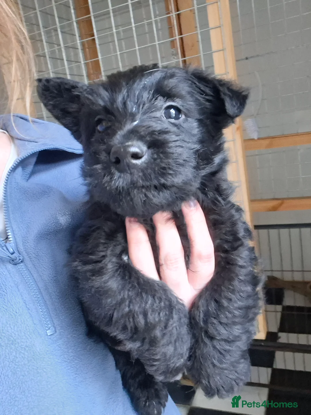 Scottish Terrier dogs for sale: Stunning scottish terrier pups - Advert 8