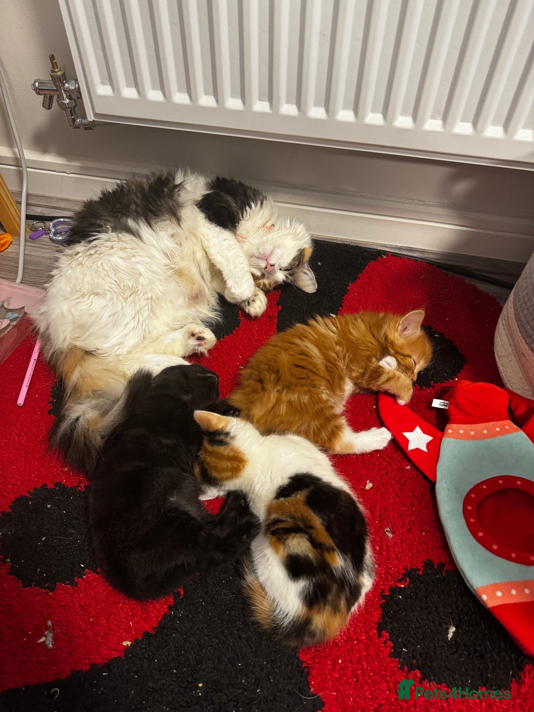 British Shorthair cats for sale: 2 female kittens (ready to go 1st December) - Image 5