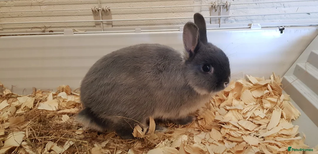 Netherland Dwarf rabbits for sale: Pure netherland dwarfs from BRCregistered parents in Pontypridd - Advert 2