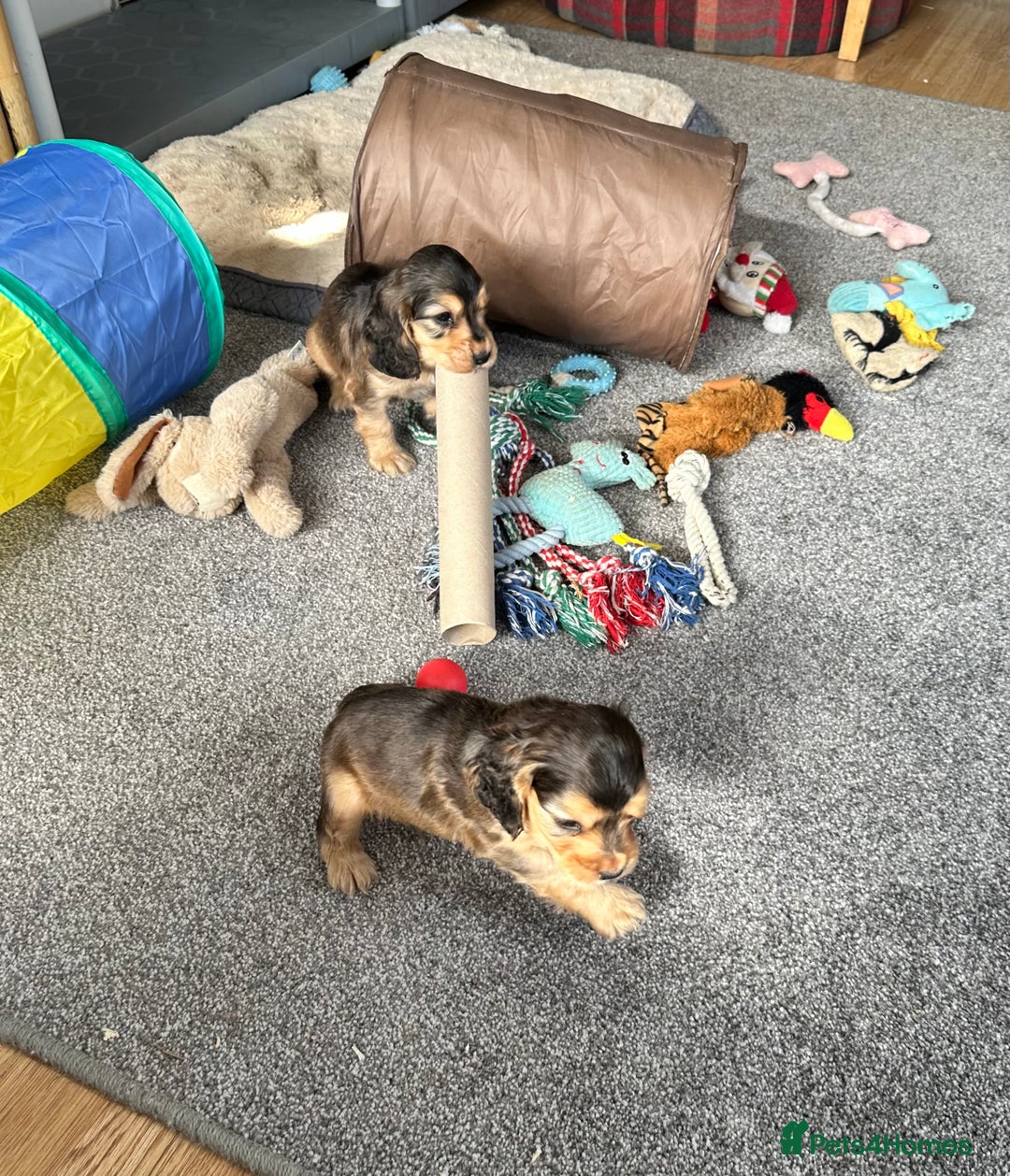 Cocker Spaniel dogs for sale: Handsome boys - Image 2