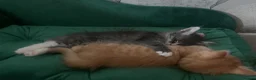 Maine Coon cats for sale: Beautiful Maine Coon x kittens x 5  - Advert 12