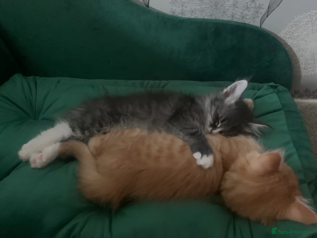 Maine Coon cats for sale: Beautiful Maine Coon x kittens x 5  - Advert 12