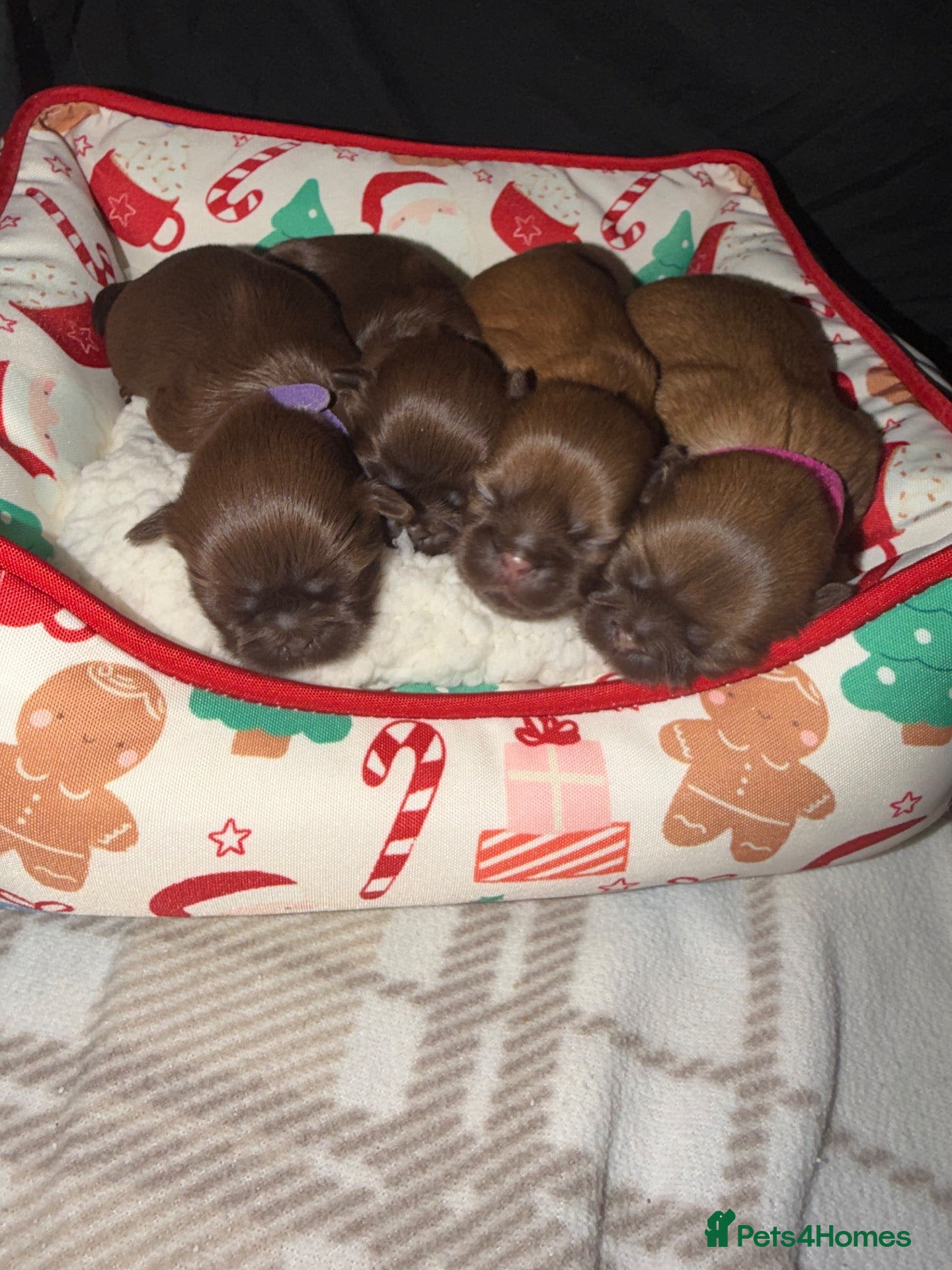 Shih Tzu dogs for sale: Kc registered imperial Shih Tzu  - Advert 3
