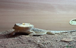 Bearded Dragon reptiles for sale: 1 year old bearded dragon  - Image 2