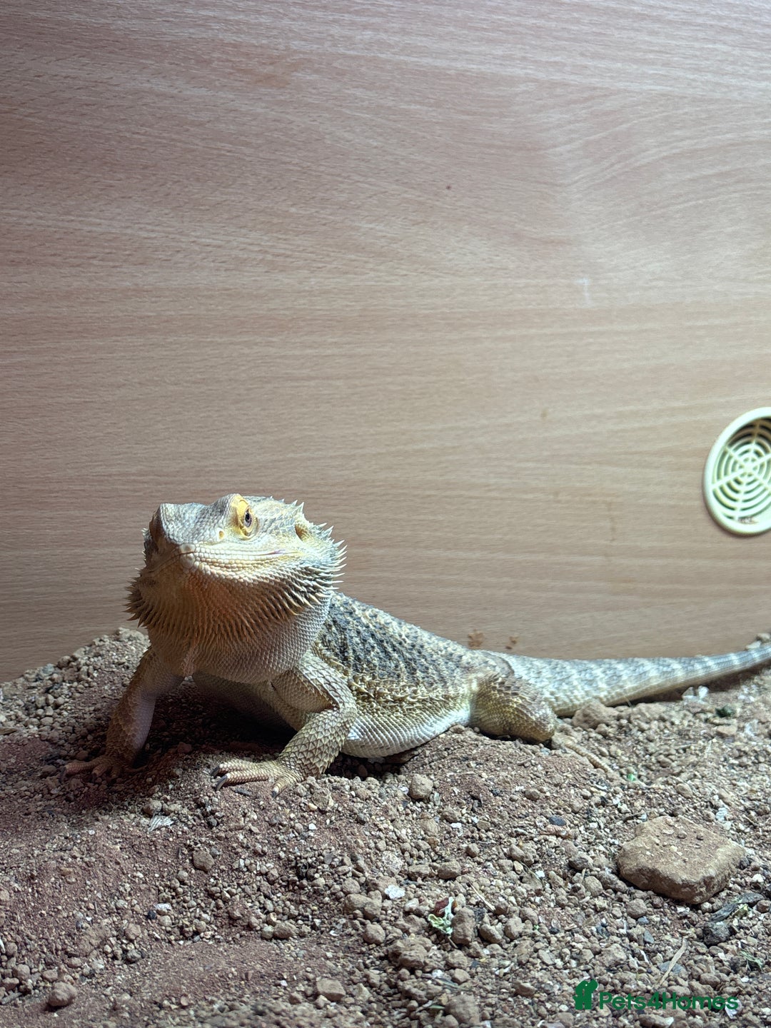 Bearded Dragon reptiles for sale: 1 year old bearded dragon  - Image 2