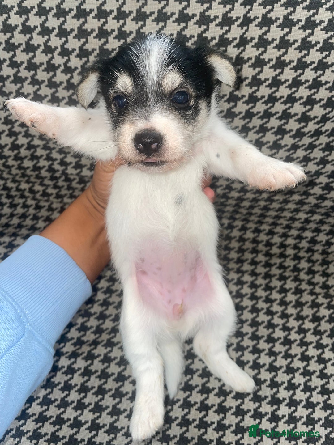 Jack Russell dogs for sale: Jack Russell girl puppy - Image 5