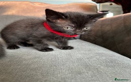 Domestic Shorthair cats for sale: Beautiful black kittens.  - Image 9