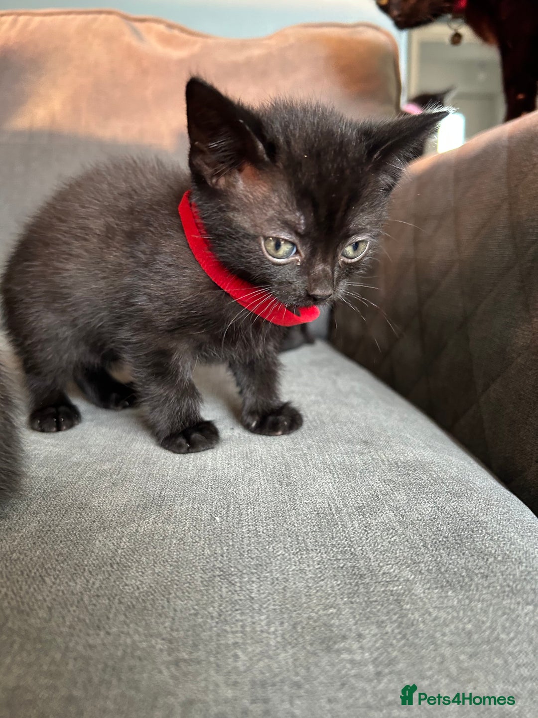 Domestic Shorthair cats for sale: Beautiful black kittens.  - Image 9